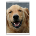 Micky - Labrador - Photo 5 card