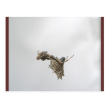 Micrathena Orb Weaver Spider Postcard