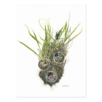 Microhabitat Postcard postcards