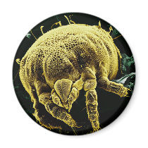 Microscopic Arthropod Acari Mite Lorryia Formosa Magnet