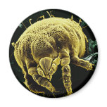 Microscopic Arthropod Acari Mite Lorryia Formosa Magnet