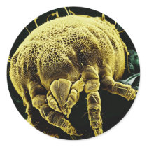 Microscopic Arthropod Acari Mite Lorryia Formosa Stickers