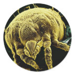 Microscopic Arthropod Acari Mite Lorryia Formosa stickers