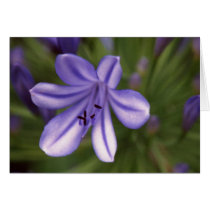 Microscopic View cards by eunicorn Microscopic View cards