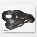 Middle American Indigo Snake Mouse Pad