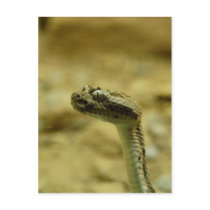 Midget-Faded Rattlesnake Postcard by blumenthalphoto Midget-Faded Rattlesnake Postcard
