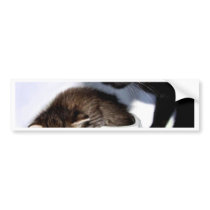 Midnight and Ava bumper stickers