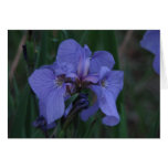 Midnight Beauty Card