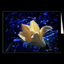 Midnight Beauty cards