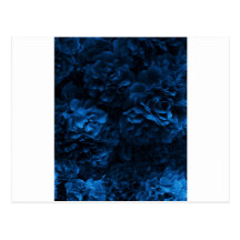 Midnight Blue Rose Post Card