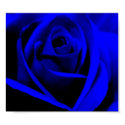 Midnight Blue Rose - poster/print by Horseshoes3 Midnight Blue Rose - poster/print
