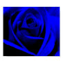 rose, flower, flowers, nature, floral, floral