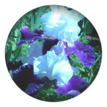 Midnight Moonlight Iris stickers