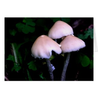 Midnight Mushrooms Nature Photo Greeting Note Card card