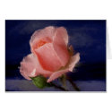 Midnight Rose cards by Sjimera Midnight Rose cards
