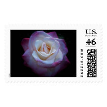 Midnight Rose postage