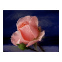 Midnight Rose posters