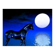 Midnight Stallion posters