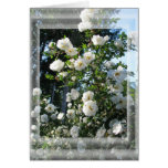 Midsummer Roses Cards
