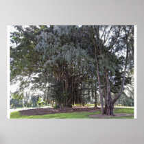 Mighty Hawaiian Banyan Tree Posters
