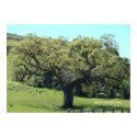 Mighty Live Oak print
