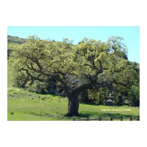 Mighty Live Oak print