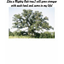 Mighty Oak Tree T Shirt