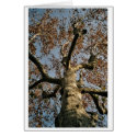 Mighty ol' tree cards by QuestDweller Mighty ol' tree cards