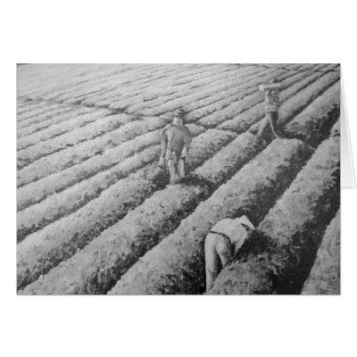 Migrant Mexican Strawberry Pickers Greeting Card by FineArtDesigns