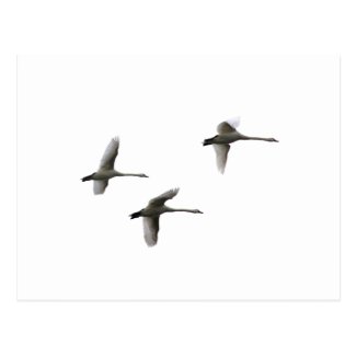 migratory birds postcards