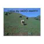 Miguels pictures 091, I Miss My MOO-MMY!!! Post Cards