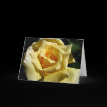 Miguel's Rose cards