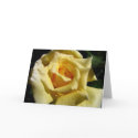 Miguel's Rose cards