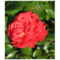 Mikado Hybrid Tea Rose 007 t-shirts