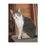 Mikie Post Card