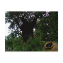 Milenar Olive Trees Postcard