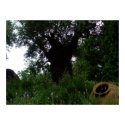 Milenar Olive Trees Poster posters