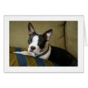 Miley the Boston Terrier Puppy cards