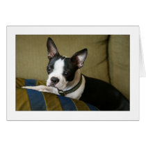 Miley the Boston Terrier Puppy cards by aukevinsgirl Miley the Boston Terrier Puppy cards