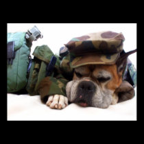 Military boxer dog poster posters