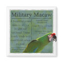 Military Macaw Magnet