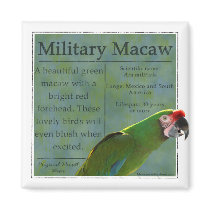 Military Macaw Magnet by MenagerieMayhem Military Macaw Magnet