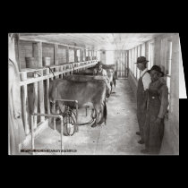 Milk Barn cards