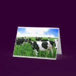 Milk Cows in Green Feild