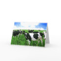Milk Cows in Green Feild cards