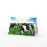 Milk Cows in Green Feild