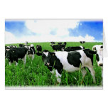 Milk Cows in Green Feild Greeting Card