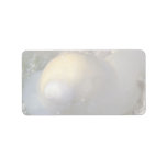 Milk moon snail (Polinces lacteus) Shell Custom Address Labels