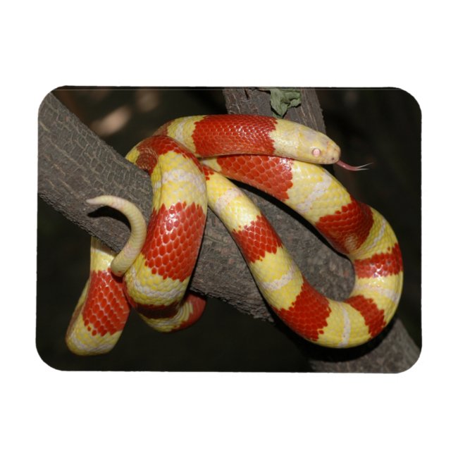 Milk snake
