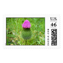 milk thistle stamp